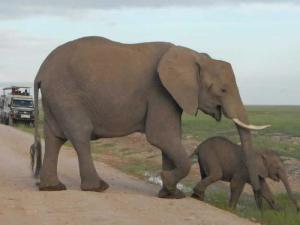 2 Days, 1 Nights Amboseli Safari