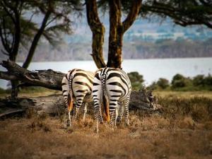 1 Day Half Day Nairobi National Park Safari