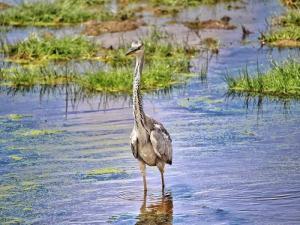 1 Day Lake Naivasha Day Trip