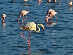 1 Day Lake Nakuru National Park Safari