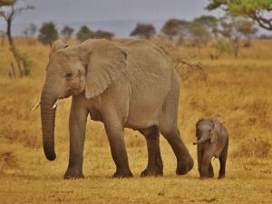 1 Day Amboseli National Park Safari